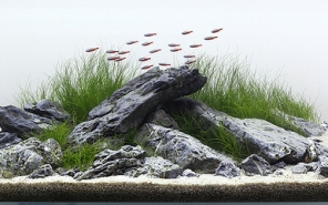 Оформление аквариума : аквариум в стиле iwagumi