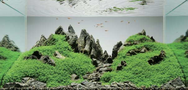 аквариум в стиле iwagumi