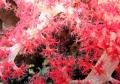мягкие кораллы рода Dendronephthya