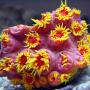 твердые кораллы рода Tubastrea