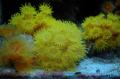 твердые кораллы рода Tubastrea