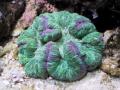 твердые кораллы рода Trachyphyllia