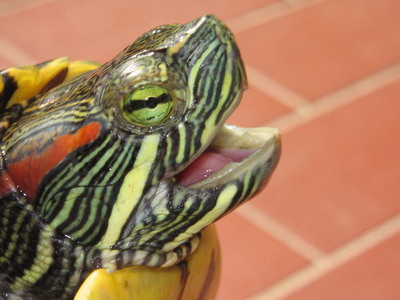 краснойхая черепаха