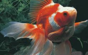 Как правильно обновить аквариум для Золотых рыбок?
